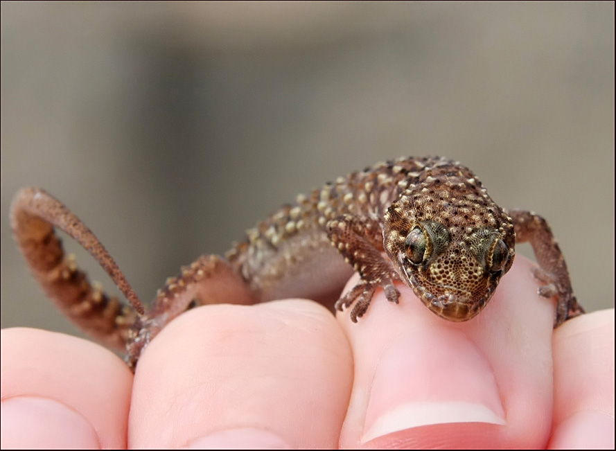 photo "gecko, macro, animals" tags: nature, macro and close-up, wild animals