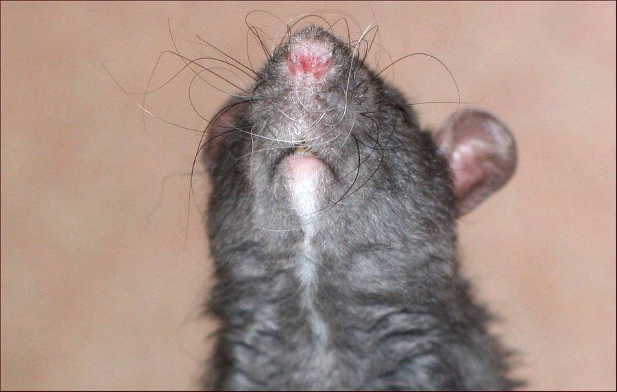 photo "rat, macro, mustache, animals" tags: nature, macro and close-up, pets/farm animals