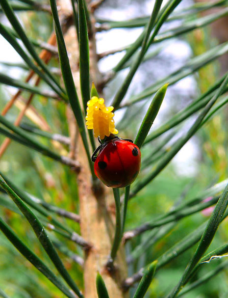 photo "***" tags: macro and close-up, nature, insect