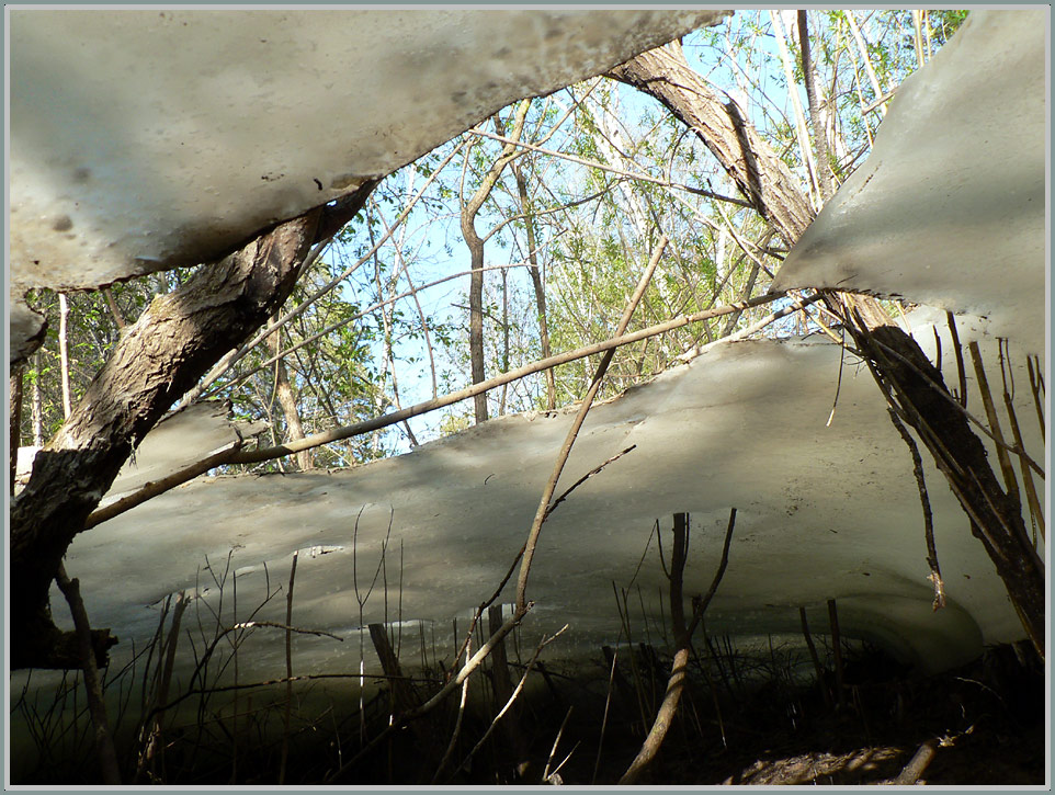 photo "from beneath the ice" tags: landscape, forest, summer