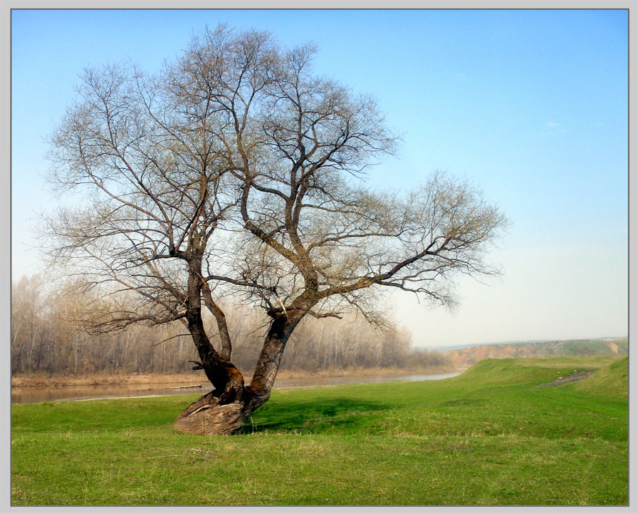 photo "***" tags: landscape, forest, spring