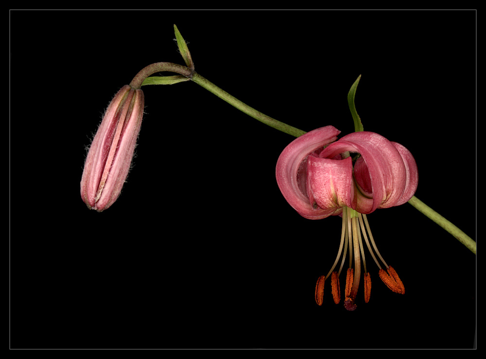 фото "Lilium martogon" метки: природа, цветы
