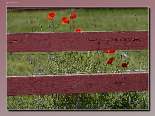 photo "life behind the fence" tags: nature, genre, flowers