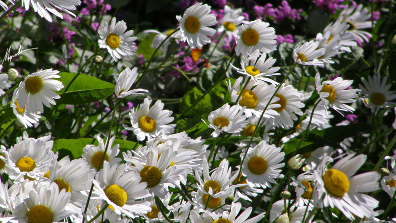 photo "***" tags: nature, flowers