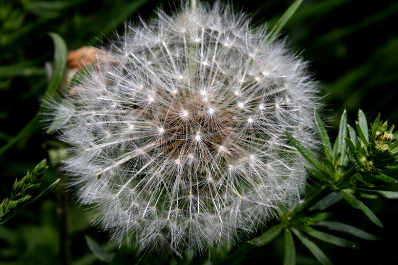 photo "***" tags: nature, flowers