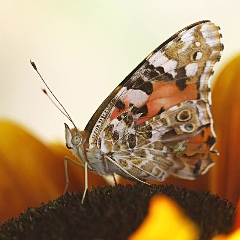 photo "***" tags: nature, macro and close-up, insect