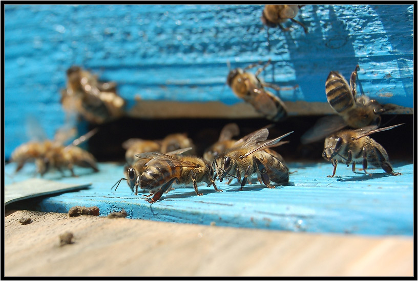 photo "***" tags: nature, insect