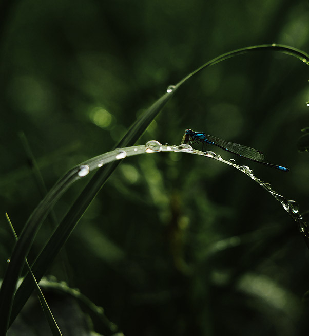 photo "***" tags: nature, flowers, insect