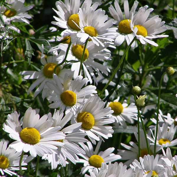 photo "***" tags: nature, flowers