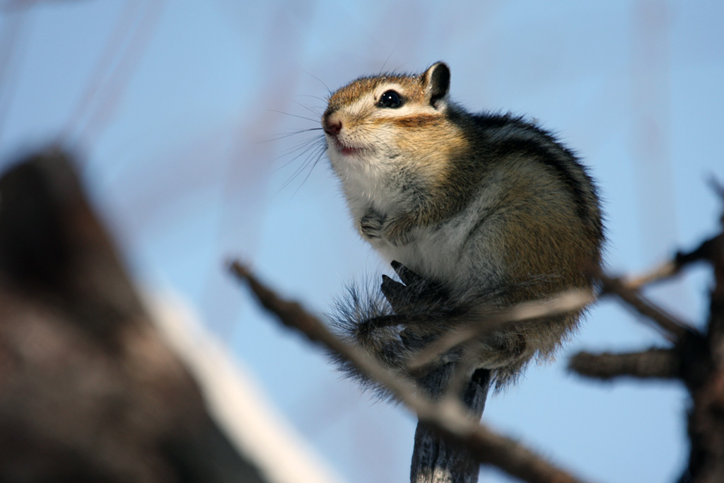 photo "***" tags: nature, wild animals