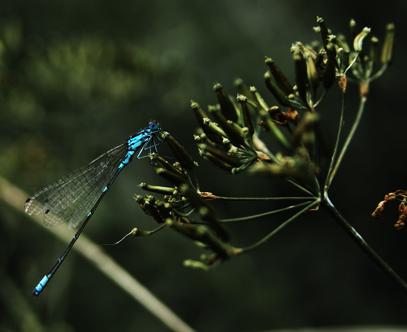 photo "***" tags: macro and close-up, nature, insect