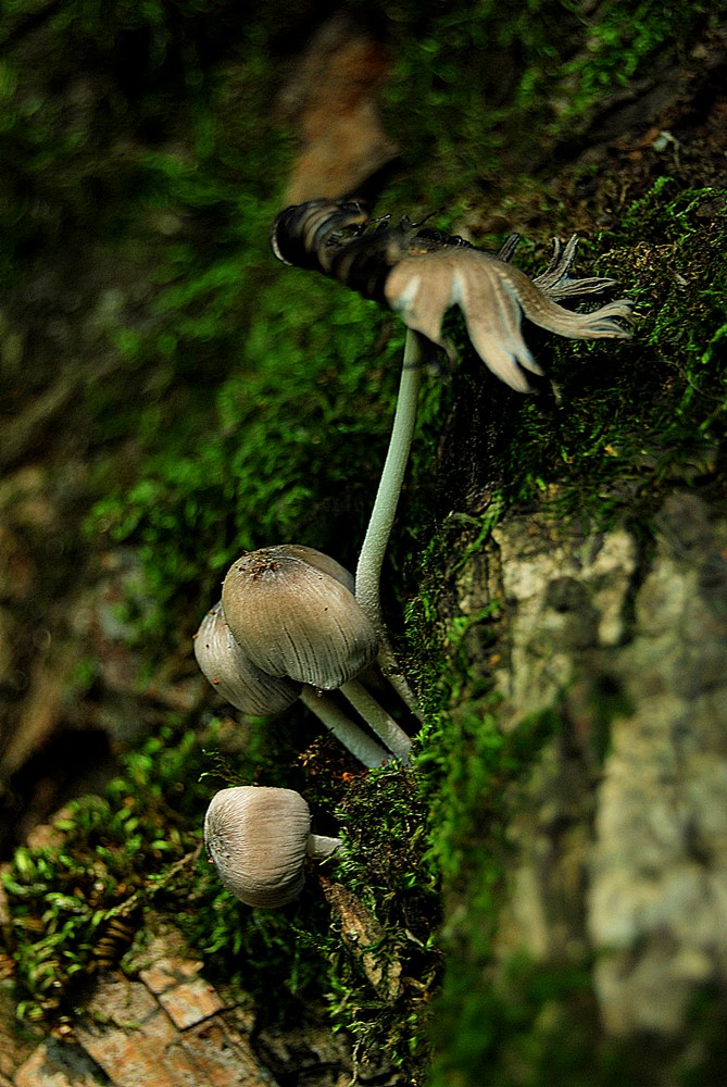 photo "Wild Mushrooms" tags: nature, macro and close-up, 