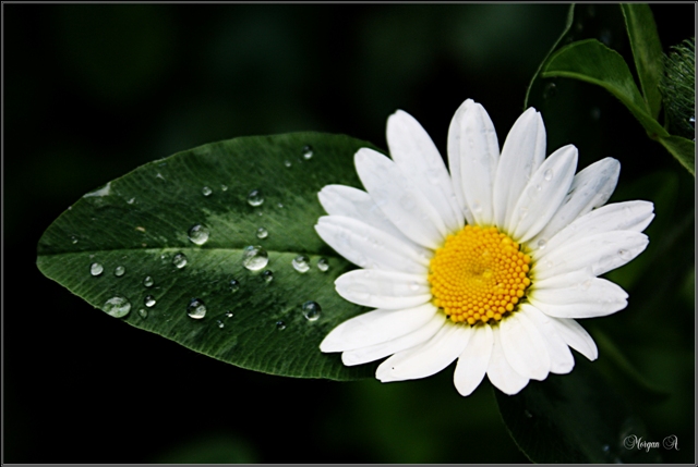 photo "***" tags: nature, macro and close-up, flowers