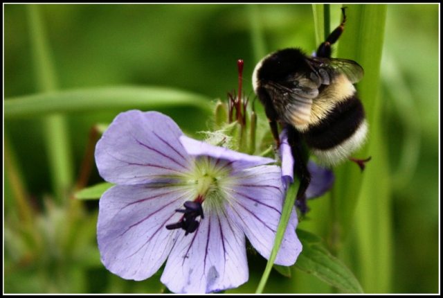 photo "***" tags: nature, insect