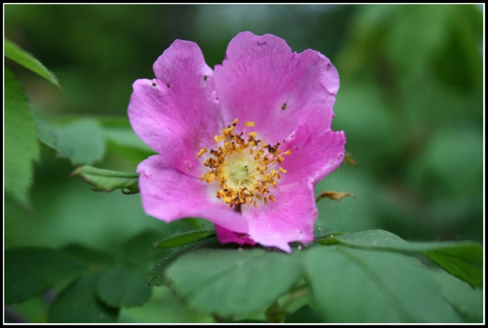 photo "***" tags: nature, flowers