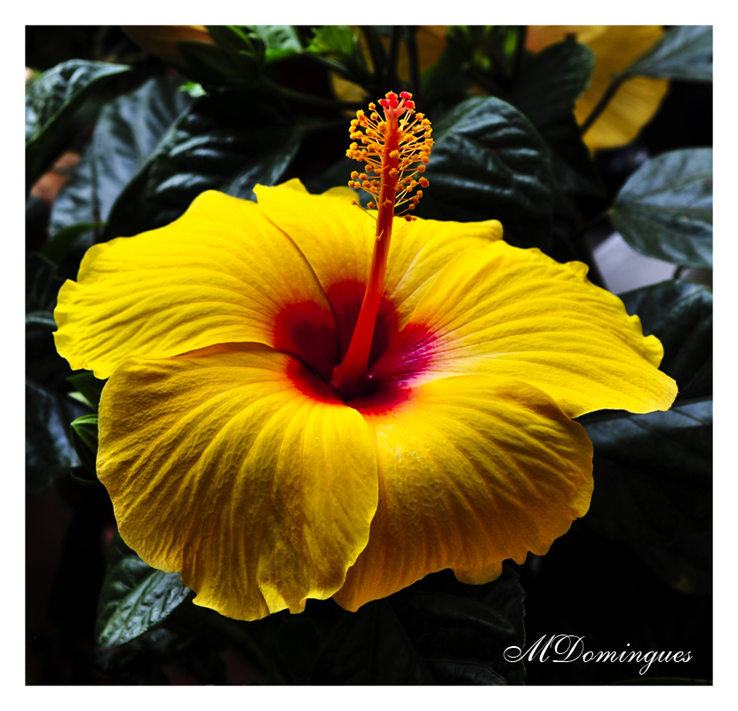 фото "Yellow Hibiscus" метки: природа, цветы