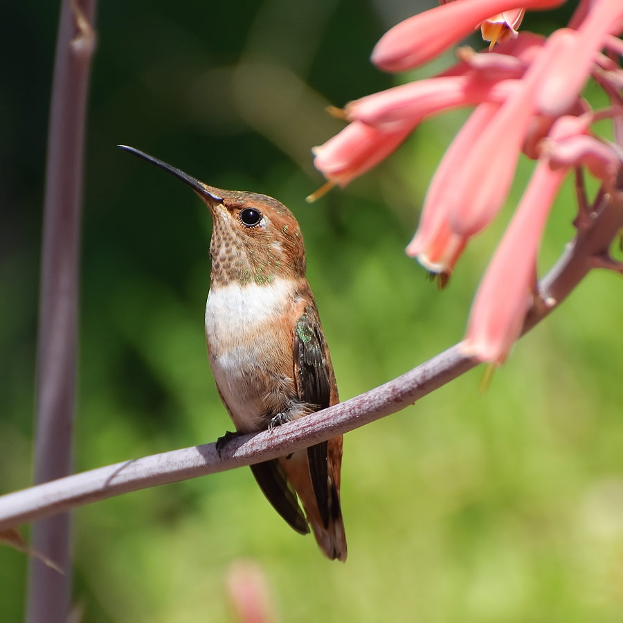 photo "***" tags: nature, wild animals