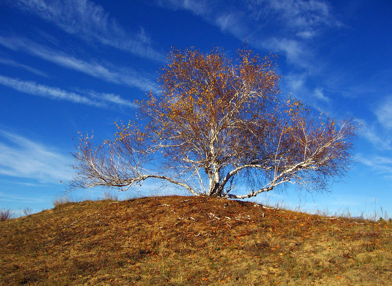 фото "Палитра осени" метки: пейзаж, лес, осень