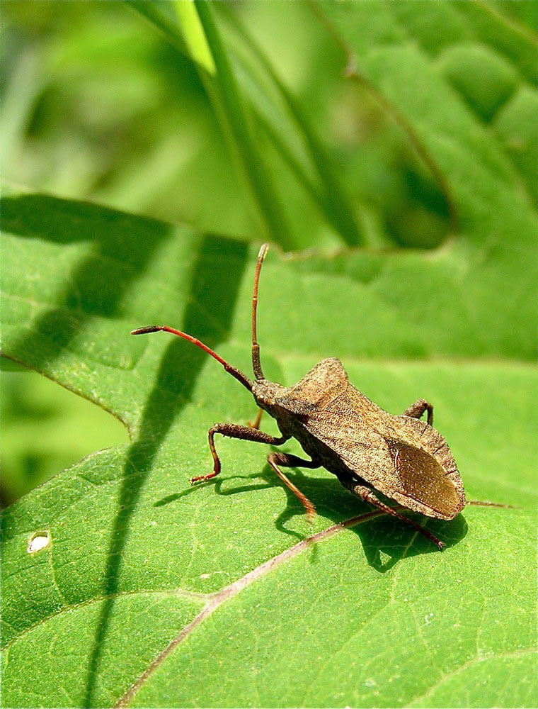 photo "***" tags: nature, insect