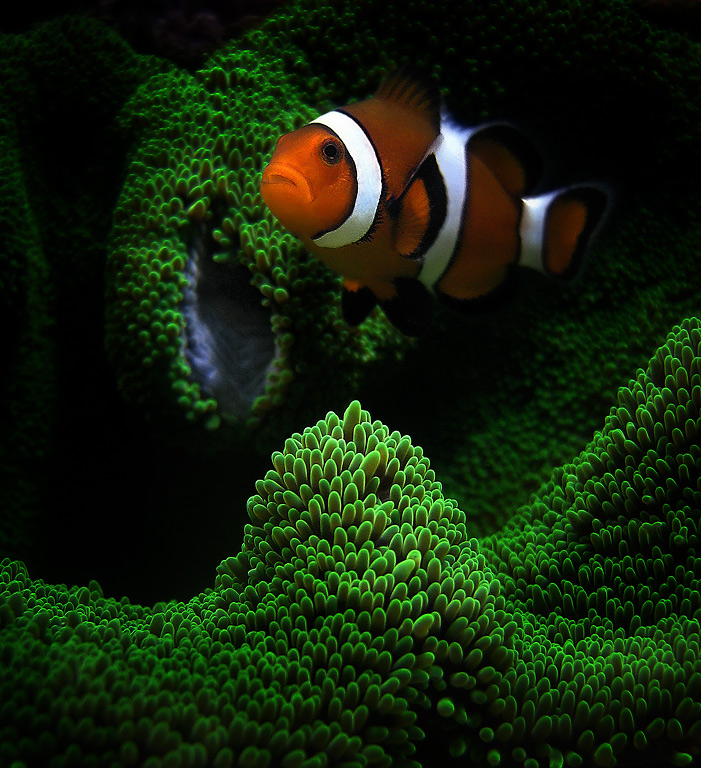 photo "Amphiprion ocellaris and Stichodactyla haddoni" tags: macro and close-up, underwater, 
