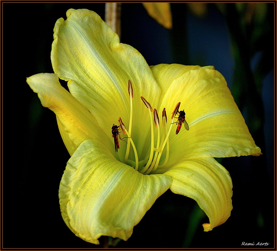 photo "***" tags: nature, macro and close-up, flowers