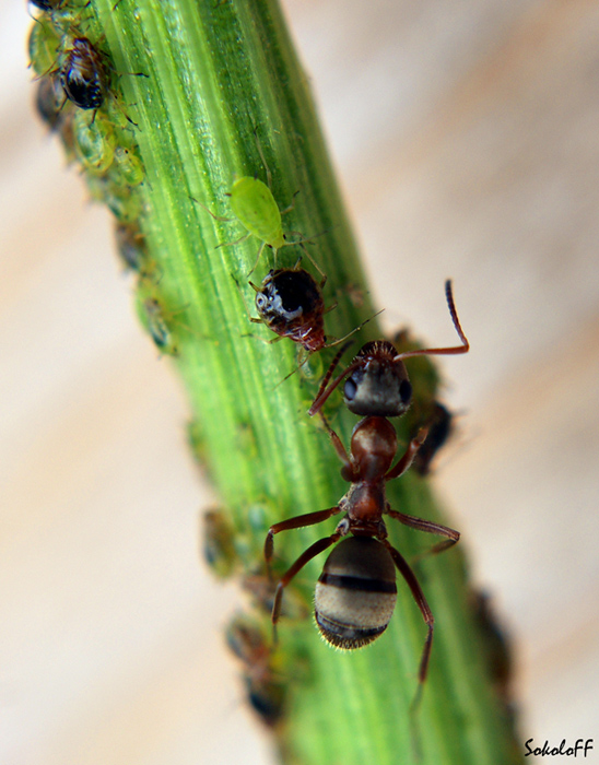 фото "Встреча" метки: макро и крупный план, природа, насекомое