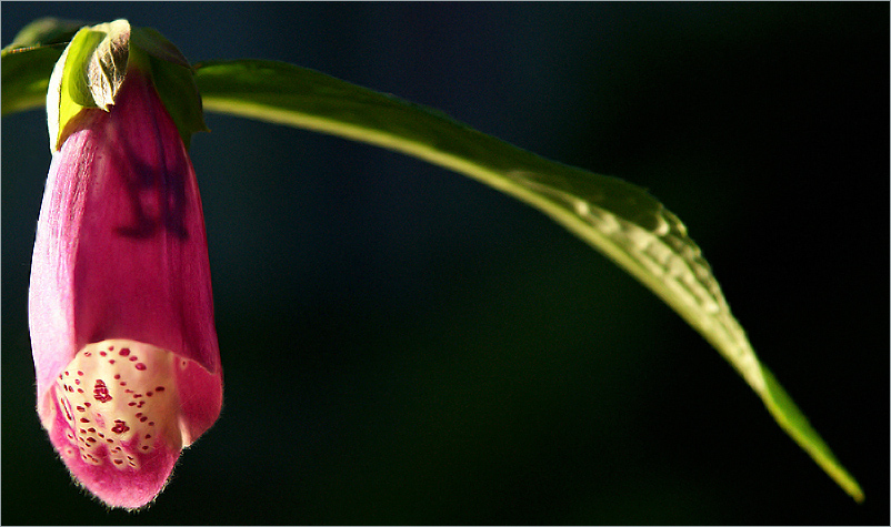 photo "* * *" tags: nature, flowers