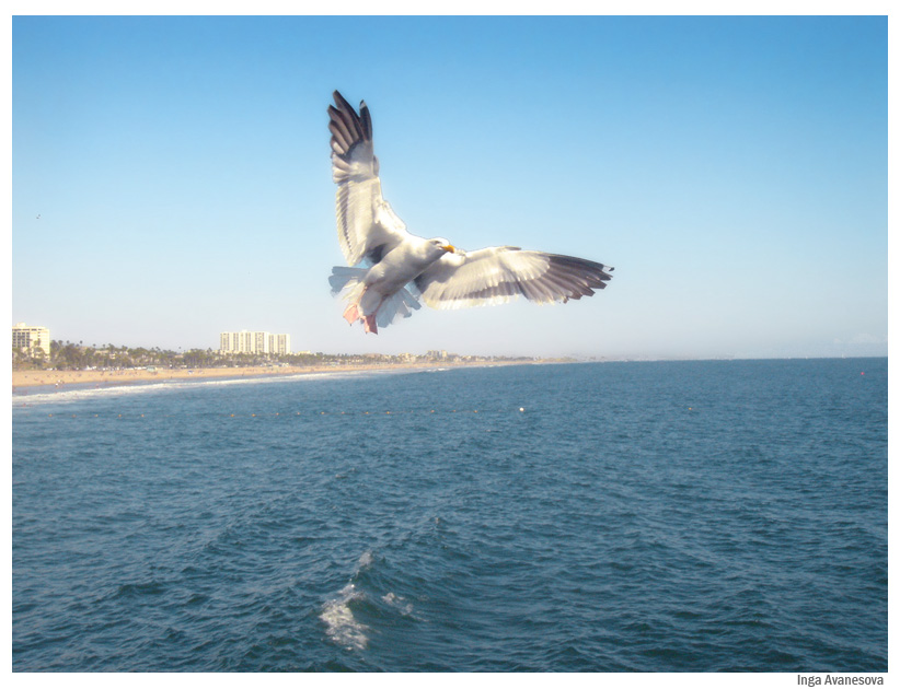 фото "Flight" метки: природа, дикие животные