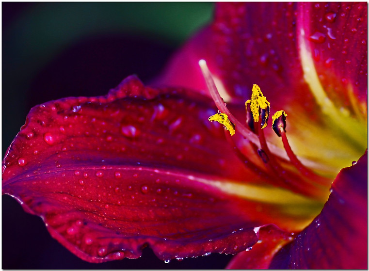 фото "Maroon" метки: природа, цветы