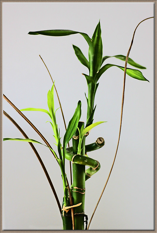 фото "Bamboo" метки: природа, натюрморт, цветы