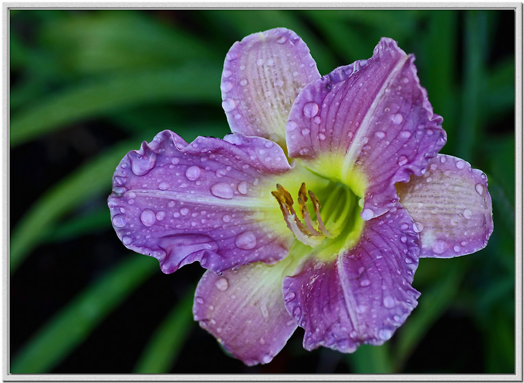 photo "***" tags: nature, macro and close-up, flowers