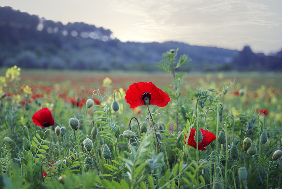 photo "poppies field" tags: , 