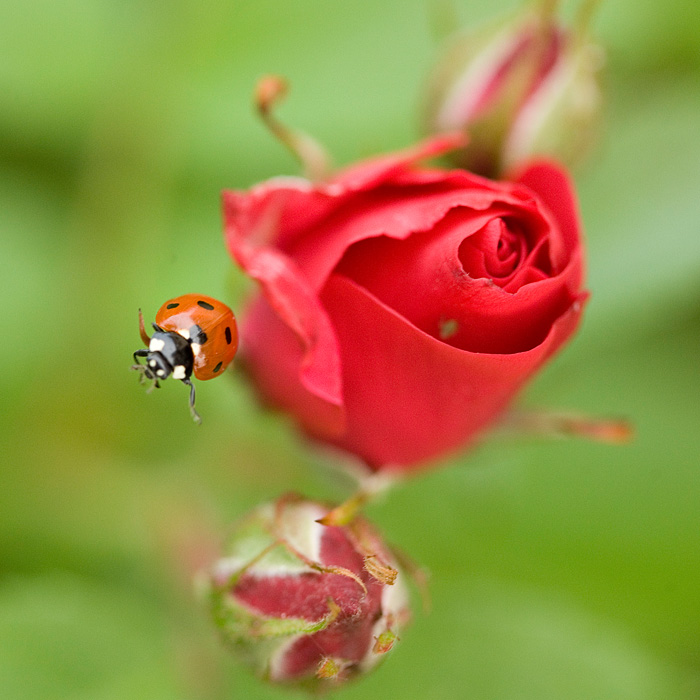 photo "***" tags: macro and close-up, 