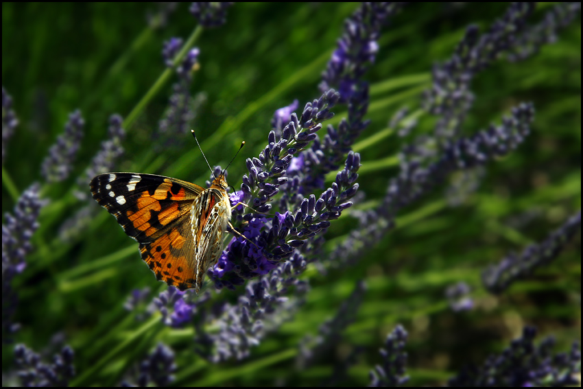 photo "Butterfly on Lavande" tags: nature, macro and close-up, 