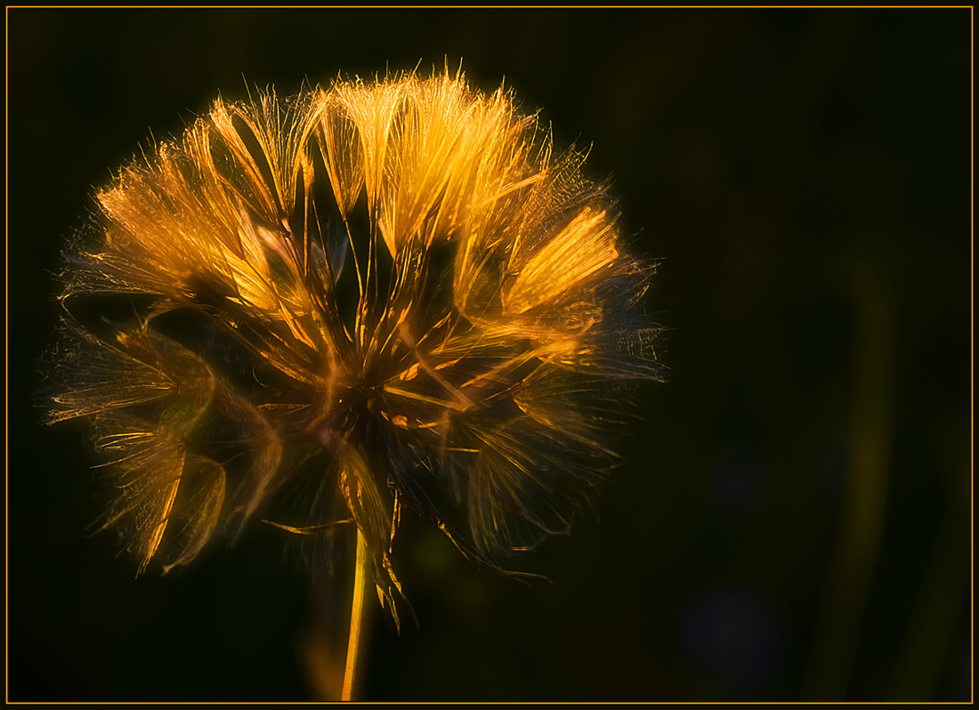 photo "Golden hair" tags: nature, flowers