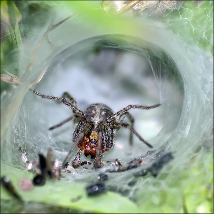 photo "***" tags: nature, insect