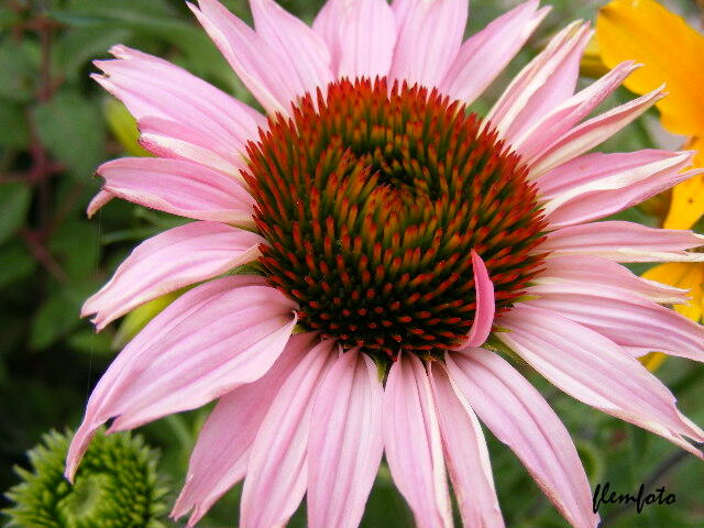 фото "Summer flower." метки: природа, цветы