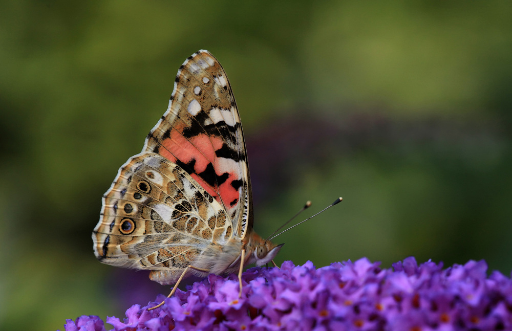 фото "Vanessa cardui" метки: природа, дикие животные