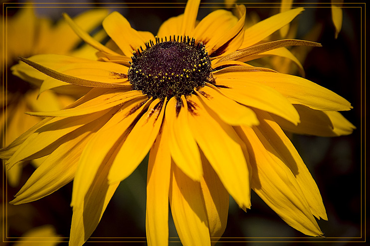 photo "***" tags: nature, macro and close-up, flowers