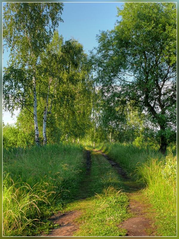 photo "***" tags: landscape, forest, summer