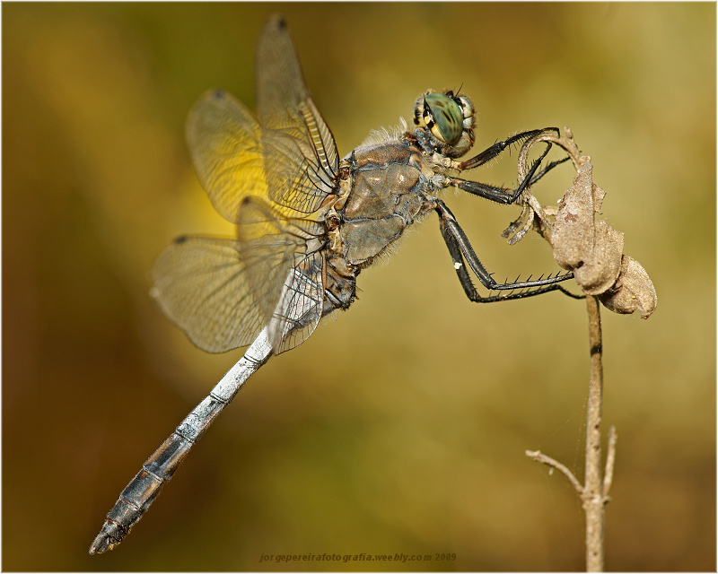 photo "Dragon" tags: macro and close-up, nature, insect