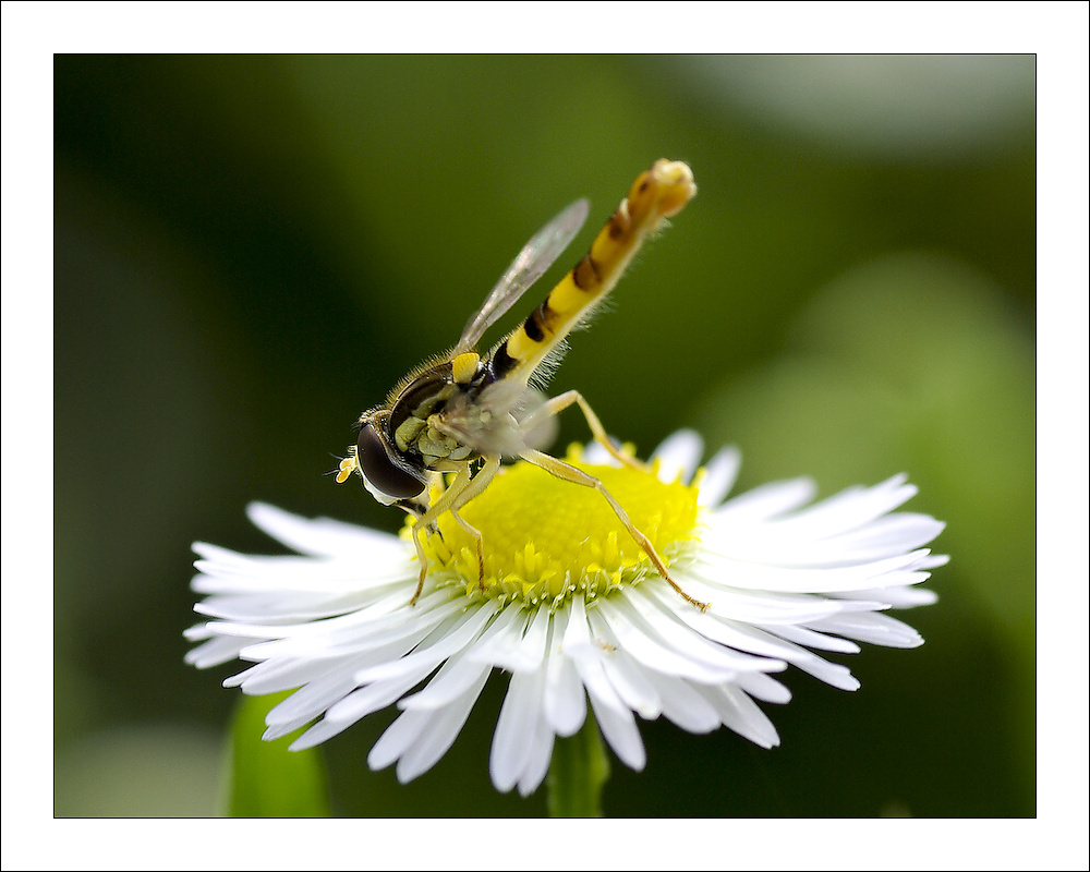 photo "***" tags: nature, insect