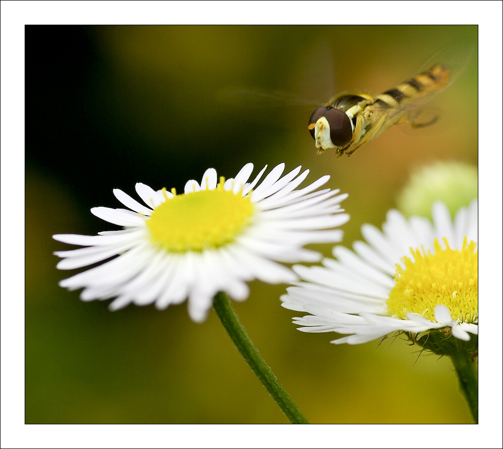 photo "***" tags: nature, insect