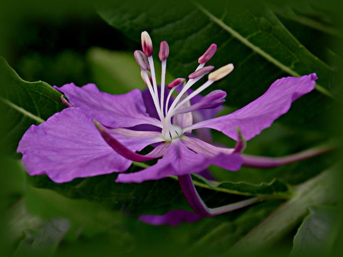 photo "***" tags: nature, flowers