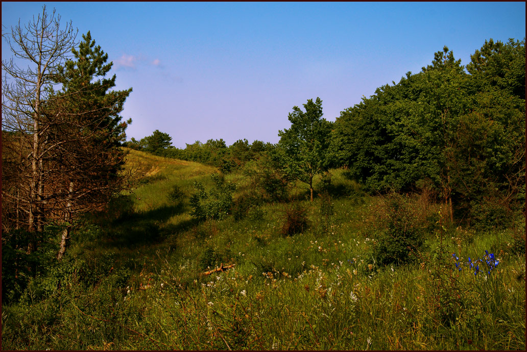 photo "Where I came through the forest?" tags: landscape, summer