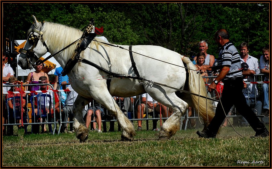 фото "Belgian draft horse in full action" метки: природа, репортаж, домашние животные
