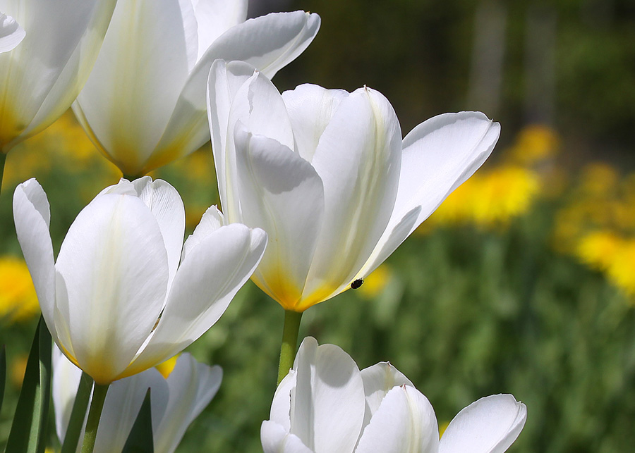 photo "***" tags: nature, flowers