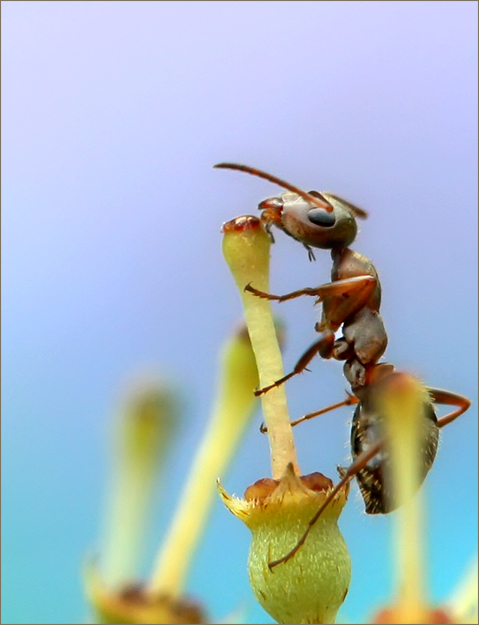 photo "***" tags: macro and close-up, 