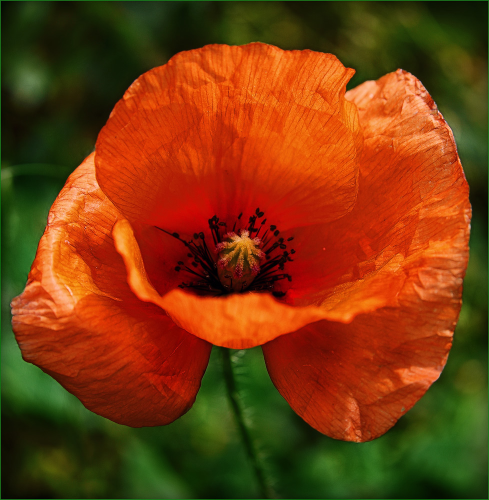 photo "Poppy" tags: nature, flowers