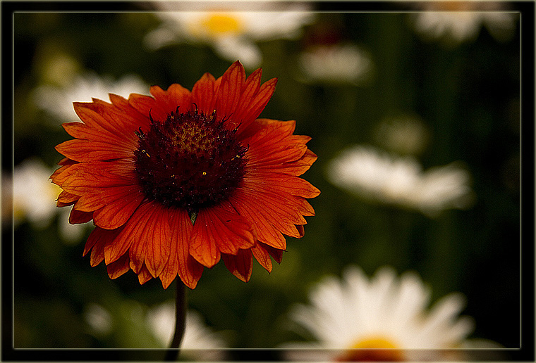 photo "***" tags: nature, macro and close-up, flowers